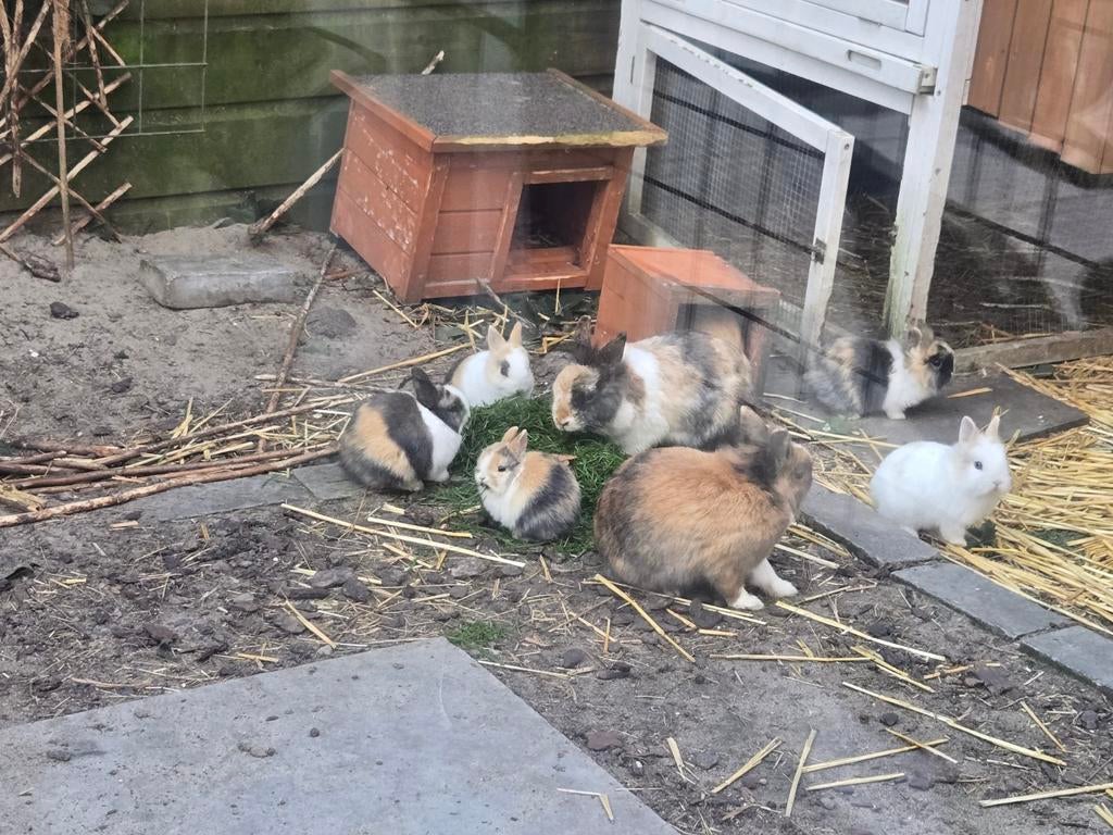 Jonge konijnen, Dieren en Toebehoren, Konijnen, Meerdere dieren