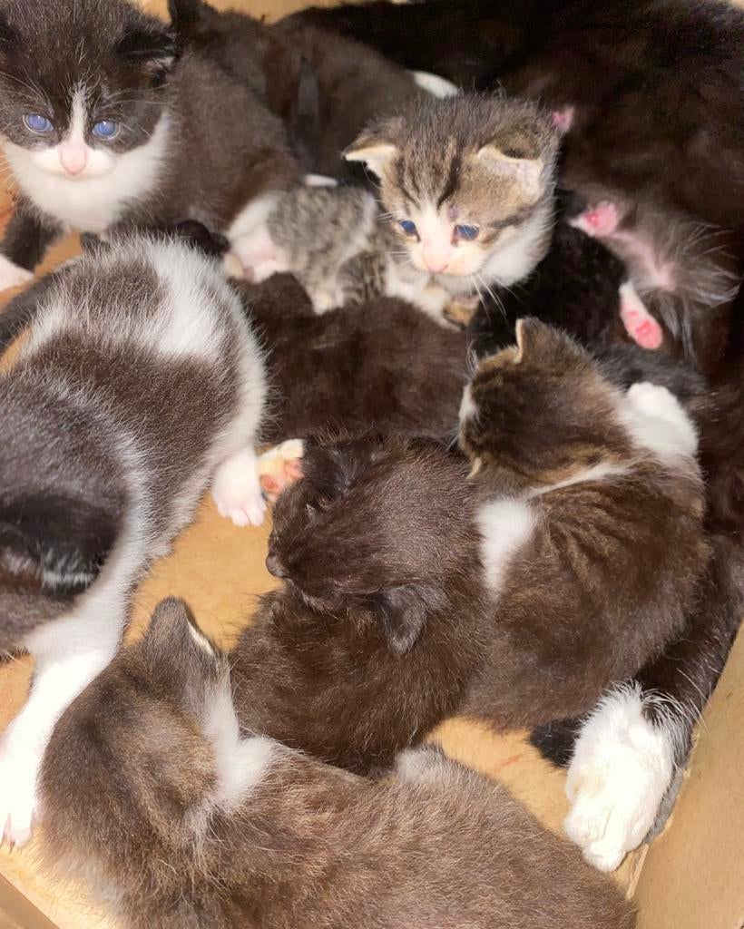 lieve kittens te reserveren, Dieren en Toebehoren, Katten en Kittens | Overige Katten, Meerdere dieren, Langharig, 0 tot 2 jaar