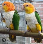 GEZOCHT roestkop caique kweekkoppel, Dieren en Toebehoren, Meerdere dieren, Papegaai, Geringd