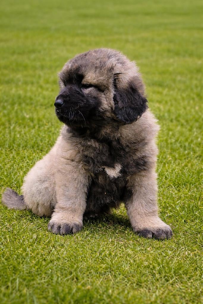 Kaukasiche shepherds mogen nu verhuizen!!, Parvo, Nederland, Overige rassen, 8 tot 15 weken