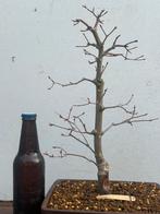 Beautiful Deshojo japanse esdoorn bonsai, Ophalen