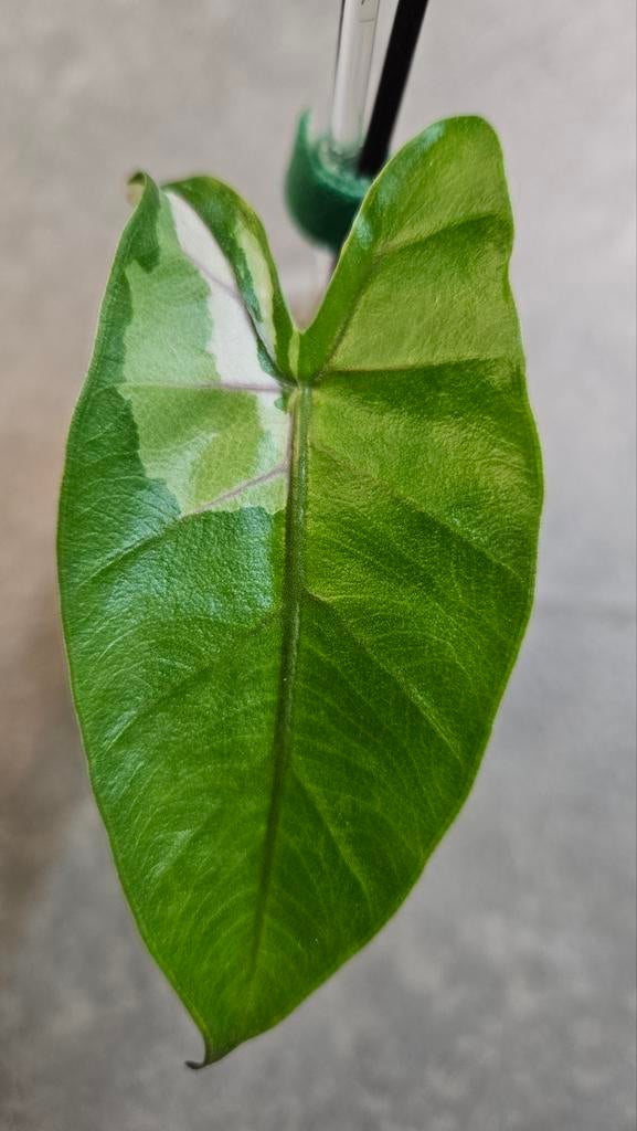 Alocasia Macrorrhiza Black Stem Variegata, Huis en Inrichting, Kamerplanten, Ophalen of Verzenden, Halfschaduw, Minder dan 100 cm