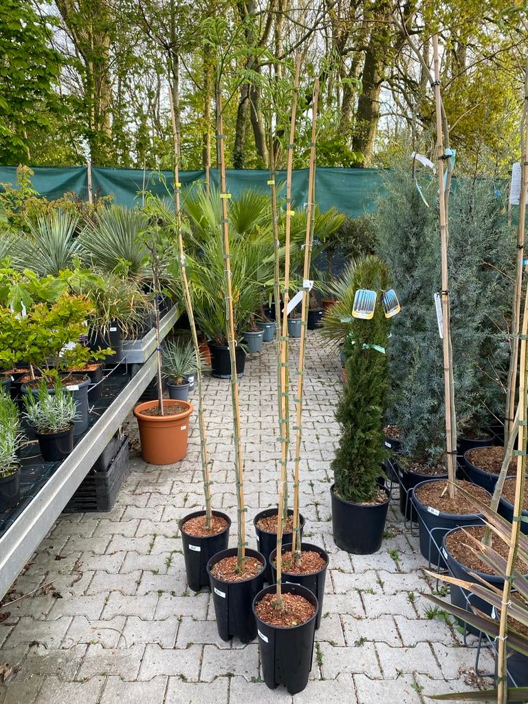 Albizia julibrissin - Perzische Slaapboom 1.70m hoog, Volle zon, Vaste plant, Zomer, Ophalen