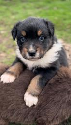 Australian shepherd pups, Dieren en Toebehoren, Parvo, 8 tot 15 weken, Meerdere, Meerdere dieren