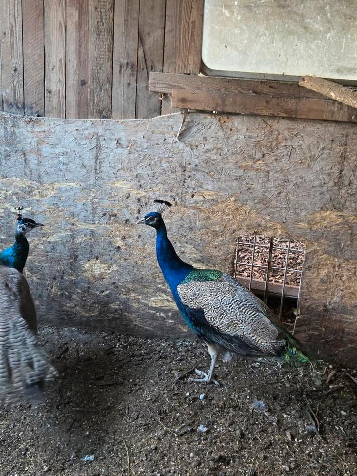 Pauwhanen, Dieren en Toebehoren, Pluimvee, Overige soorten, Mannelijk