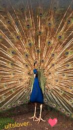 Violet pauwen!, Dieren en Toebehoren, Pluimvee, Meerdere dieren, Overige soorten