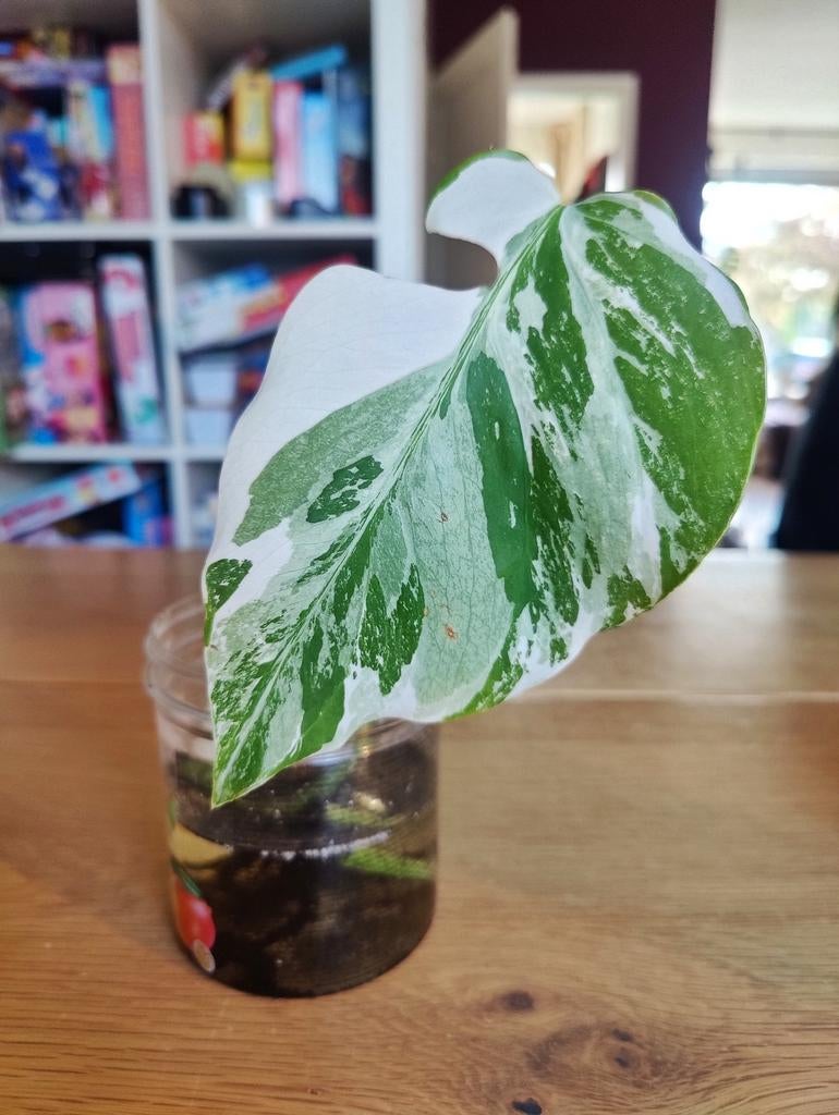 Monstera variegata stek, Huis en Inrichting, Kamerplanten, Ophalen, Halfschaduw, Minder dan 100 cm