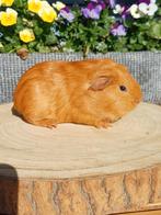 Cavia's aangeboden, Dieren en Toebehoren, Knaagdieren, Cavia, Januari, Meerdere dieren, Tam
