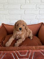 Abrikoos poedel pups, toy x dwerg, Dieren en Toebehoren, Poedel, Parvo, Nederland, 8 tot 15 weken