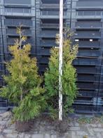 Thuja Brabant 180cm - Mooie volle conifeer, Ophalen, 100 tot 250 cm