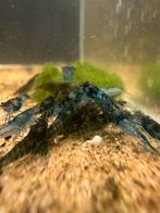 Neocaridina blue dreams OE uitgeselecteerde dieren, Dieren en Toebehoren, Kreeft, Krab of Garnaal