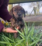 Puppies, Parvo, 8 tot 15 weken, Meerdere, Meerdere dieren