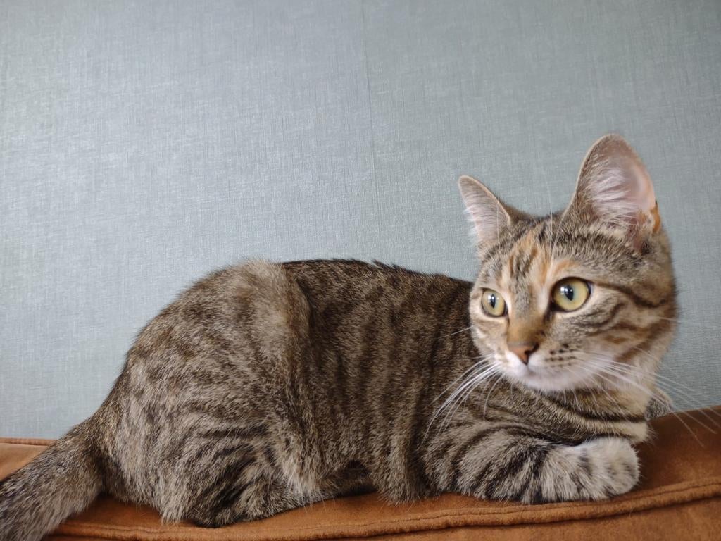 Nacho (poes) zoekt een nieuw thuis, Dieren en Toebehoren, Katten en Kittens | Overige Katten, Poes, Kortharig, 3 tot 5 jaar