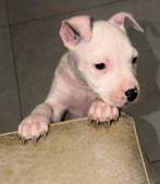 1 Prachtige mix Reutje Amerikaanse Stafford x Bully, Dieren en Toebehoren, Honden | Jack Russells en Terriërs, België, Particulier