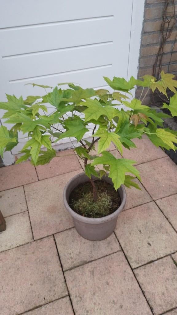 Acer Bonsai, Bloeit niet, Halfschaduw, Overige soorten, Minder dan 100 cm