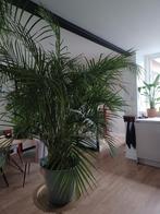 Grote kamerplant inclusief pot 180cm!, Bloeit niet, Overige soorten, 100 tot 250 cm, Ophalen