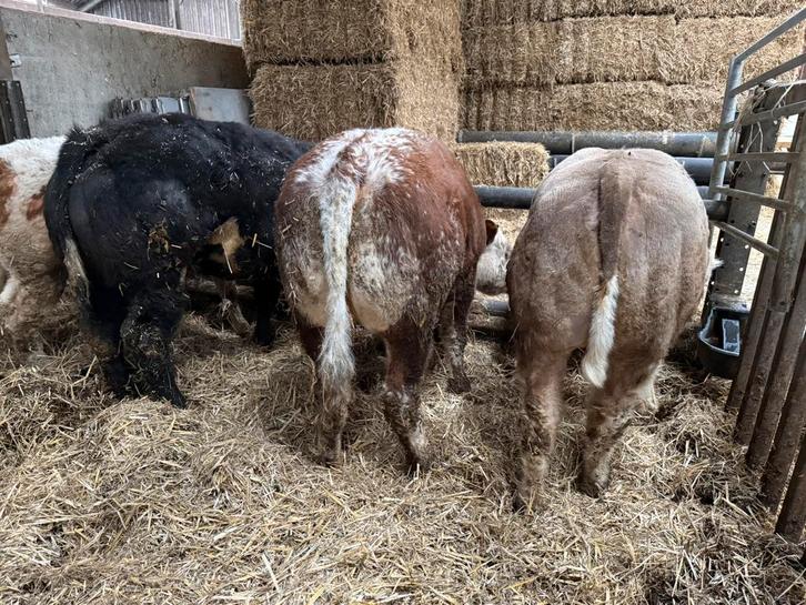 5 dikbil pinken te koop, Dieren en Toebehoren, Runderen, Vrouwelijk