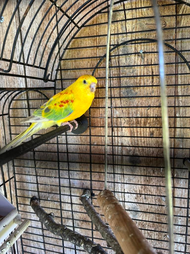 Parkieten roodrug  pop 2025, Vrouwelijk, Parkiet