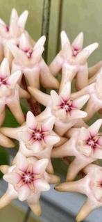Hoya mitrata🪴, Huis en Inrichting, Overige soorten, In pot, Minder dan 100 cm, Bloeiende kamerplant