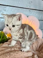 🤎🤎 5 lieve brits korthaar chocolade cinnemon 🤎🤎, Meerdere dieren, Gechipt