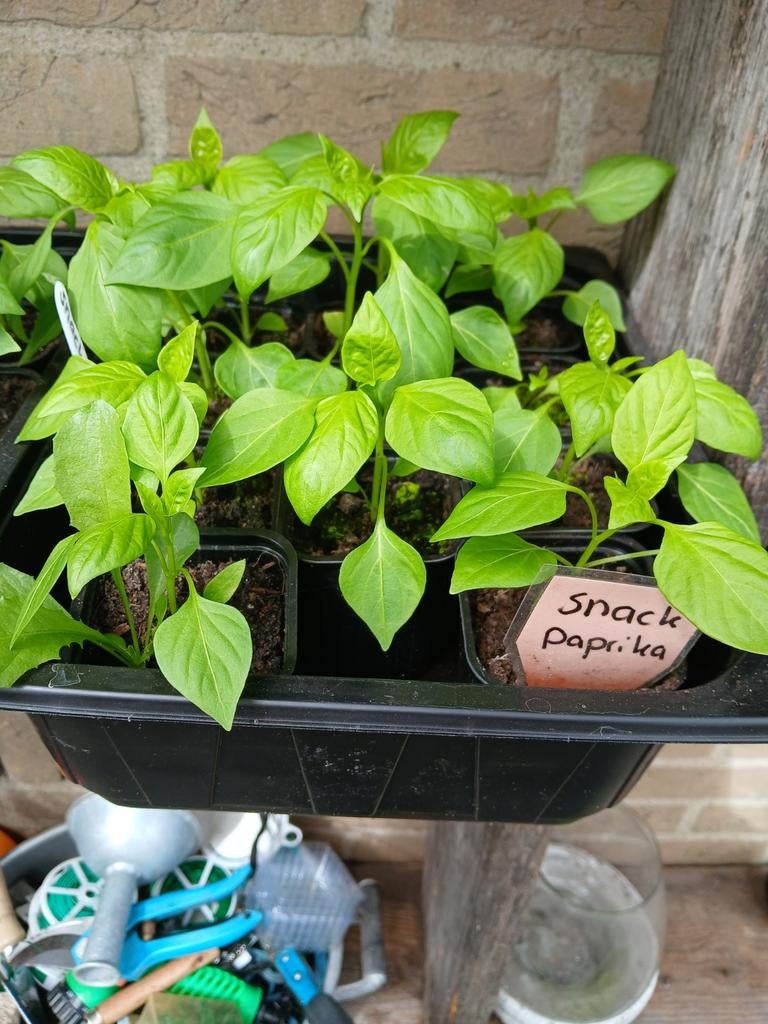 Snackpaprika plantjes, Ophalen, Eenjarig, Groenteplanten, Volle zon