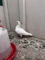 Duiven vermist, Dieren en Toebehoren, Mannelijk