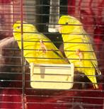 2 jonge forpussen inclusief nagenoeg nieuwe kooi, Dieren en Toebehoren, Mannelijk, Parkiet