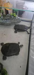 pseudemys nelsoni, Ophalen of Verzenden