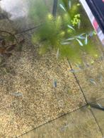 medekas japanse rijst visjes safier, Dieren en Toebehoren, Vissen | Vijvervissen, Overige soorten