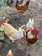 Twee gratis hanen, Dieren en Toebehoren, Mannelijk, Kip