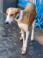 ACE: Alma is een lief dametje!, Dieren en Toebehoren, Particulier, Galgo, Buitenland, Teef