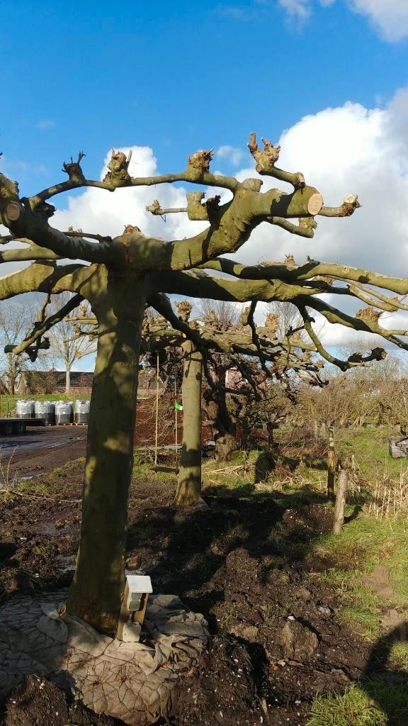 Exclusieve dakplatanen, Tuin en Terras, Planten | Bomen, Dakboom, 100 tot 250 cm, Halfschaduw, Bloeit niet, Ophalen
