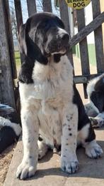 FCI Alabai pups met stamboom – Super Sociaal & Zelfverzekerd, Fokker | Hobbymatig, 8 tot 15 weken, Buitenland, Parvo