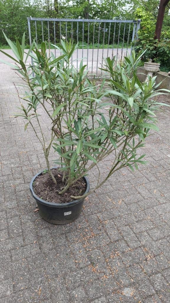 Oleander rood 140cm hoog en 120cm doorsnede, Tuin en Terras, Volle zon, Vaste plant, Zomer, Ophalen