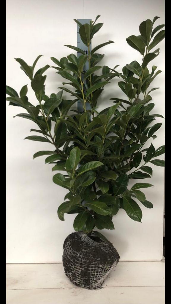 Laurieren/Prunus laurier Rotundifolia, Ophalen of Verzenden, Laurier, 100 tot 250 cm