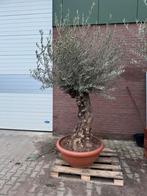 Olijfboom in sierschaal - Prachtig voor terras of kantoor, Bloeit niet, 100 tot 250 cm, Olijfboom, Ophalen