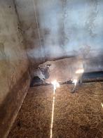 Bleu de maine ram, Dieren en Toebehoren, Schapen, Geiten en Varkens, Mannelijk, Schaap