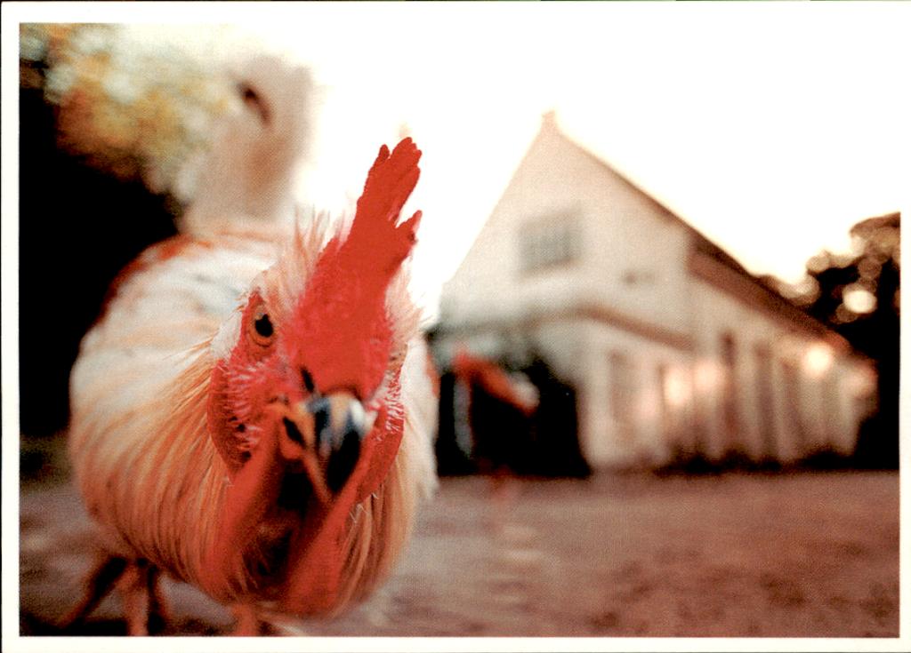 closeup van een kip, kunstkaart, Verzenden, 1980 tot heden, Ongelopen, Overige thema's