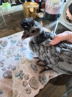 Hennen en hanen, Meerdere dieren, Kip