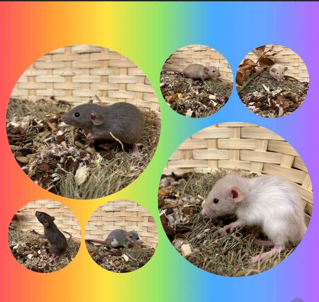 Jonge tamme dwergratten ( vrouw, rechtstreeks van de fokker), Dieren en Toebehoren, Knaagdieren, Rat, Februari, Vrouwelijk, Tam