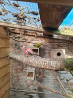 Elegant parkiet, Koppel bourke parkieten En kwartels, Meerdere dieren