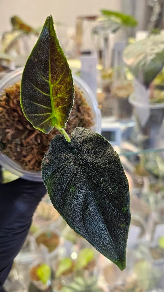 Alocasia Antoro Velvet Variegata, Huis en Inrichting, Kamerplanten, Ophalen of Verzenden, Halfschaduw, Minder dan 100 cm