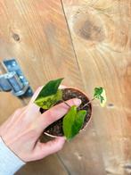 Alocasia zebrina variegata plant aurea yellow lemon mint, Ophalen of Verzenden, Halfschaduw, Minder dan 100 cm