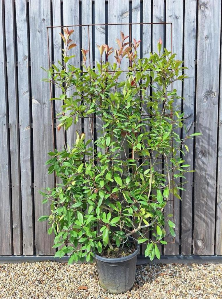 Photinia Red Robin glansmispel haagelement 180 cm nu eur 125, Tuin en Terras, Ophalen, Overige soorten, 100 tot 250 cm