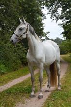 Lieve spaanse merrie!, L, 160 tot 165 cm, 11 jaar of ouder, Recreatiepaard