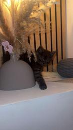 kittens | half siamese | half lange britshaar, Poes