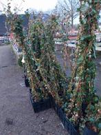Hedera Hibernica - Ierse Klimop 180 cm, Ophalen, Vaste plant, Bloeit niet, Halfschaduw