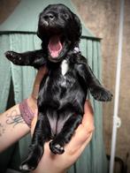 Australian Labradoodle mini 🐾💘, Parvo, Overige rassen, 8 tot 15 weken, Meerdere