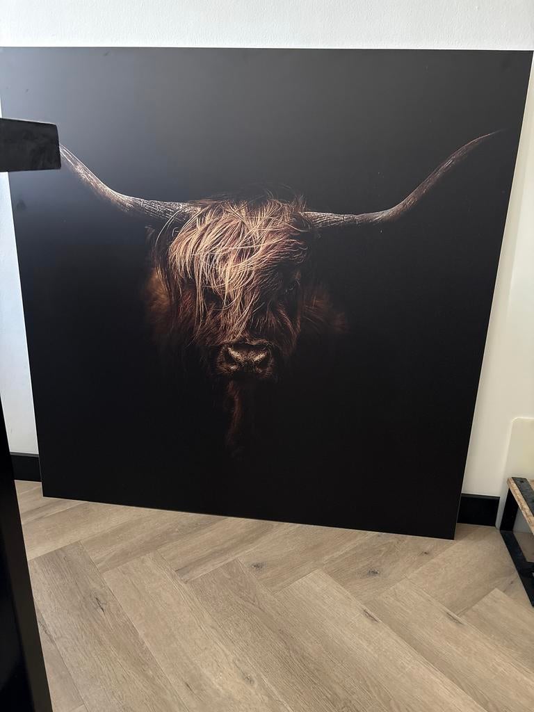 Super mooi schilderij van een Schotse Hooglander, Ophalen, Zo goed als nieuw, Schilderij, 75 tot 100 cm