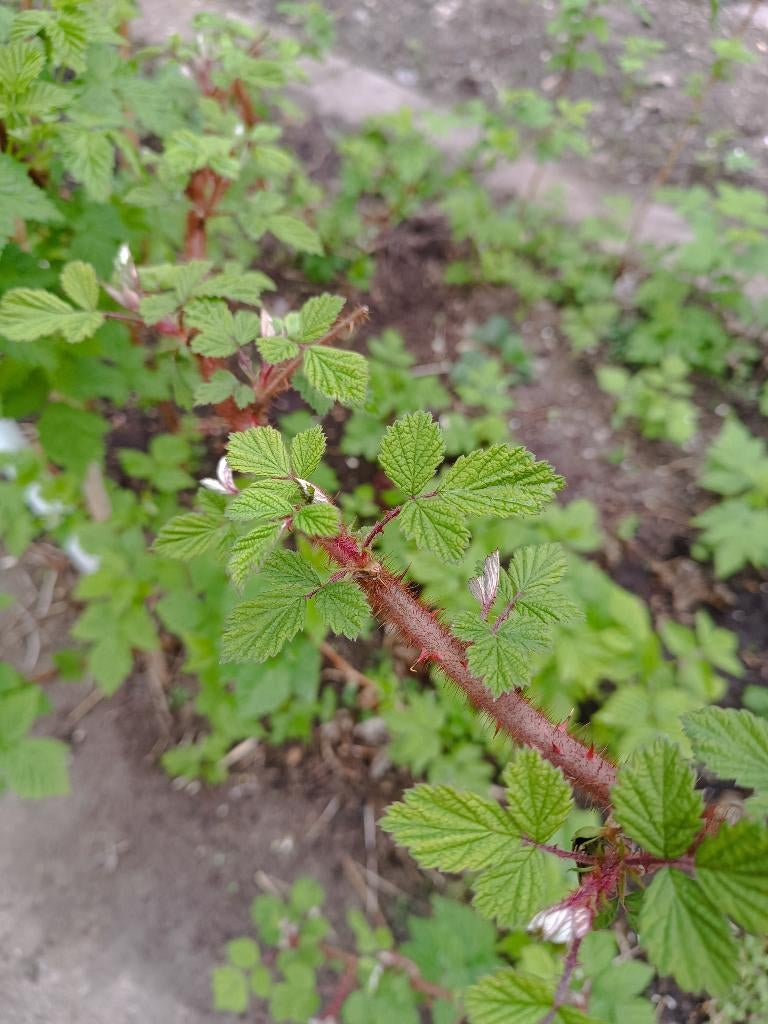gele framboos, kruis-, Japanse wijn-, rode bes aardbei, Ophalen, Volle zon, Vaste plant, Zomer